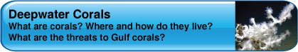 fs-button-corals