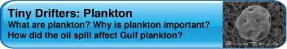 fs-button-plankton