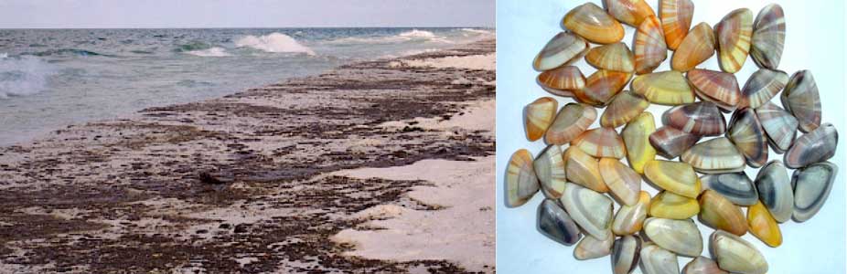 Scientists from the University of West Florida found that Coquina clams could be used to detect biologically available oil in Florida surf zones